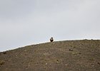 Arendbuizerd (long-legged buzzard) (buteo rufinus) - kloof bij Yolin Am (4)